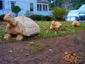Turtle Family looking for homes